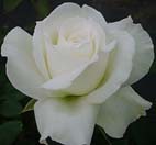 White Realistic Rose